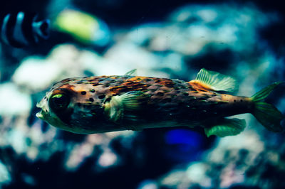 Close-up of fish swimming in aquarium