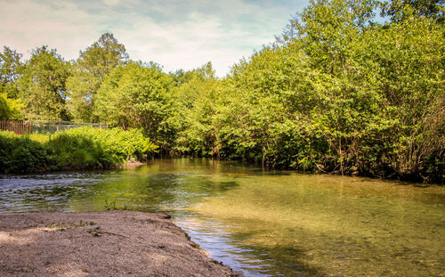 Scenic view of lake in forest against sky