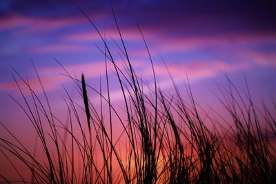 Silhouette plants growing on field against dramatic sky