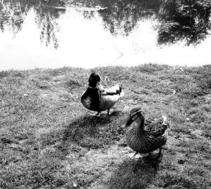 Bird on field by lake