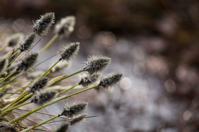 A beautiful cotton grass in a swamp in early spring