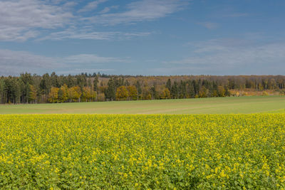 Scenic view of field against sky