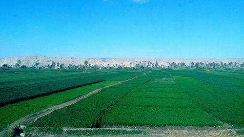 Scenic view of agricultural field against clear blue sky