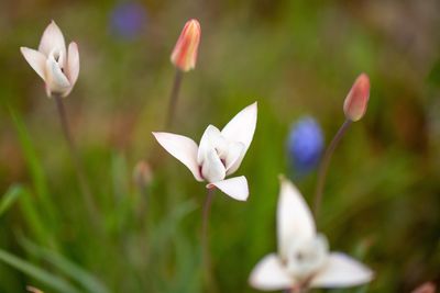 Close-up of white flowering plant