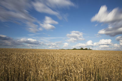 Scenic view of wheat field against sky