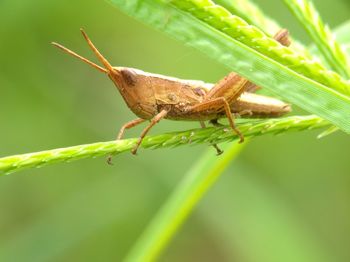 Close-up of insect on leaf