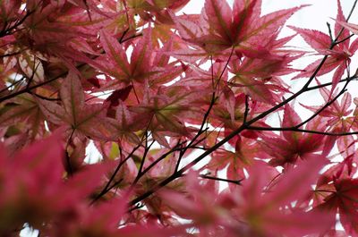 Low angle view of red flowers on tree