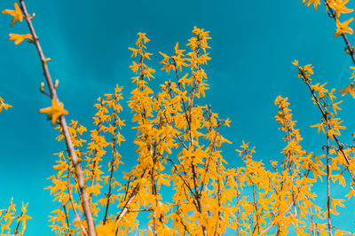 Low angle view of flowering plants against blue sky