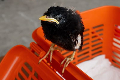 High angle view of bird perching