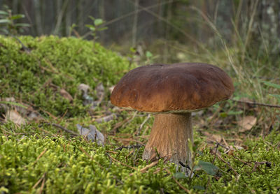 Close-up of mushroom growing on field