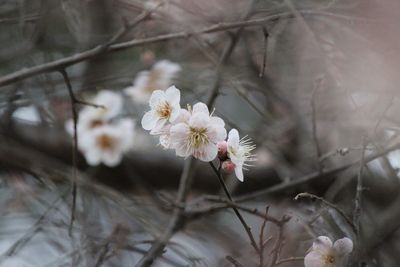 Close-up of white cherry blossoms in spring