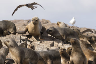 Flock of birds