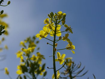 Low angle view of yellow flowering plant against blue sky