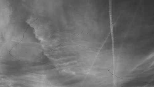 Low angle view of birds flying in sky