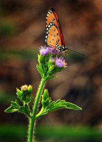 Close-up of butterfly on flower