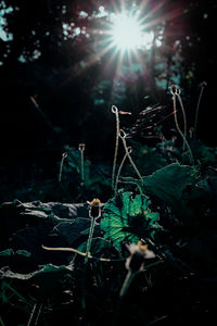 Close-up of plants growing on land