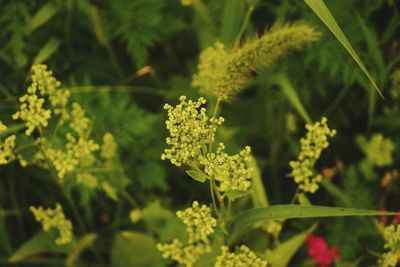 Close-up of flowering plant on land