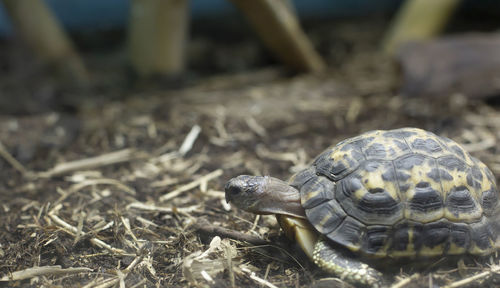 Close-up of turtle on field