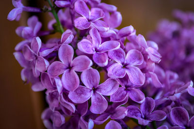 Close-up of purple flowering plant