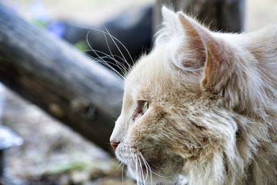 Close-up of cat