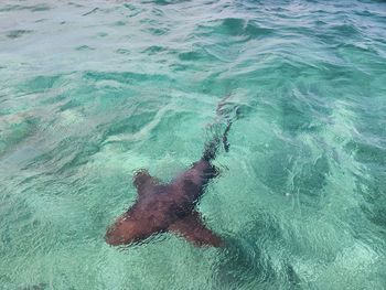 High angle view of nurse shark in the caribbean sea in belize