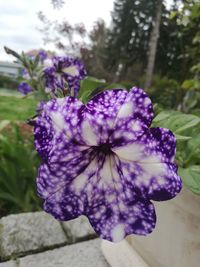 Close-up of purple flower