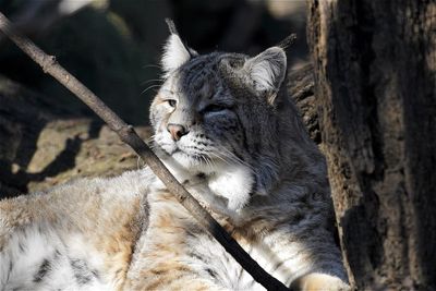 Close-up of bobcat relaxing by tree