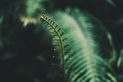 Close-up of fern leaves