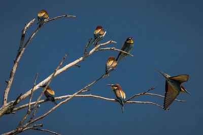 Low angle view of birds against clear blue sky
