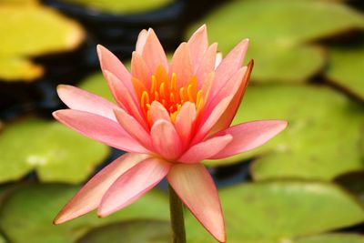 Close-up of lotus water lily in pond