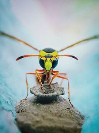 Close-up of insect on rock