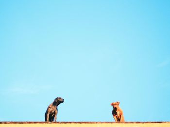 Low angle view of two dogs