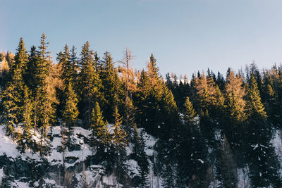 Trees on snowcapped mountain against sky