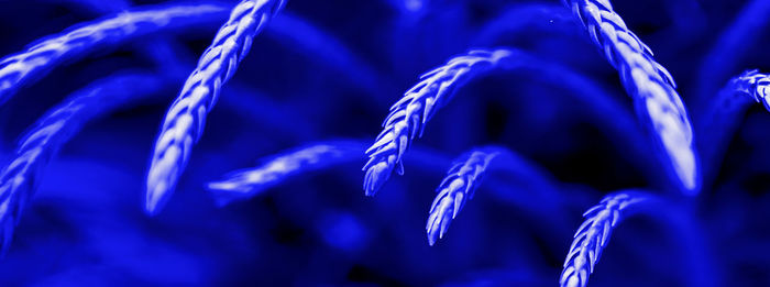 Close-up of blue flowering plant