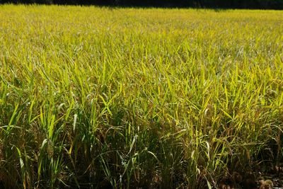 Crop growing on field
