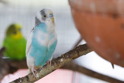 Close-up of bird