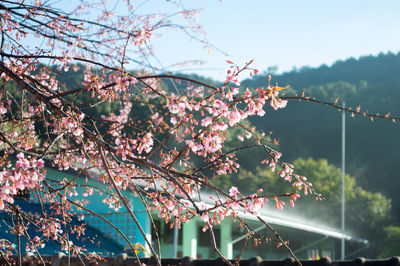 Low angle view of cherry blossom