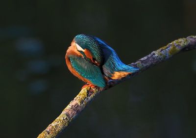 Close-up of bird perching on a branch