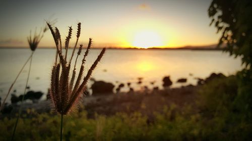 Plant growing on field at sunset