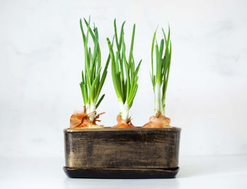 Close-up of onion plants growing against white background