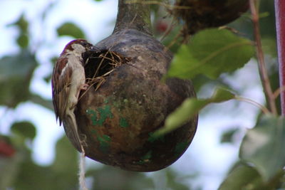 Close-up of bird perching on tree