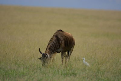 Cow on grassy field