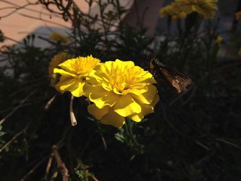 Close-up of yellow flowers
