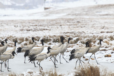 Black-necked cranes on frozen lakeshore