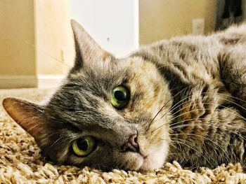 Close-up portrait of a cat