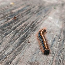 High angle view of insect on wood