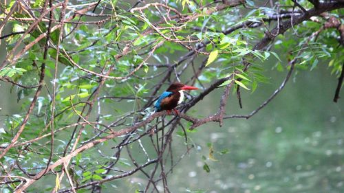 Bird perching on tree