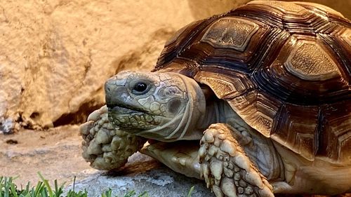 Close-up of a turtle
