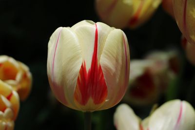 Close-up of tulips blooming outdoors