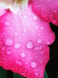 Close-up of wet pink flower blooming outdoors